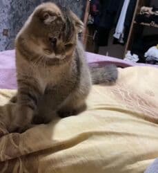 erkek pişik: Şotland, Erkək, Cütləşmə üçün, Ünvandan götürmə — 2