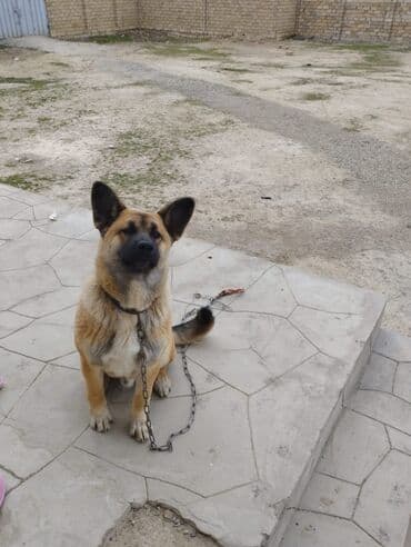 kafkaz coban iti: Məhsul: İt (orta-böyük ölçülü, qısa tüklü) Təsvir: - Güclü bədən — 3