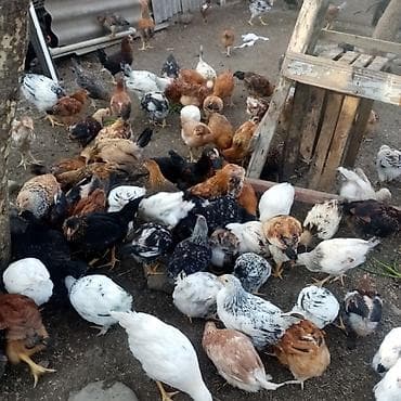 herəti: Məhsul: Ev şəraitində bəslənmiş fərqli cins yumurta və ətlik toyuqlar — 6