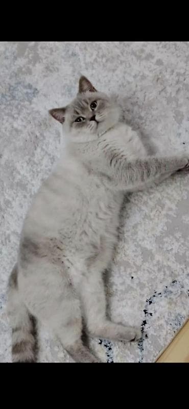 İtlər: Britan, Erkək, Cütləşmə üçün, Ödənişli çatdırılma — 2