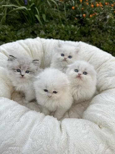 pışık: Şinşilla — 6