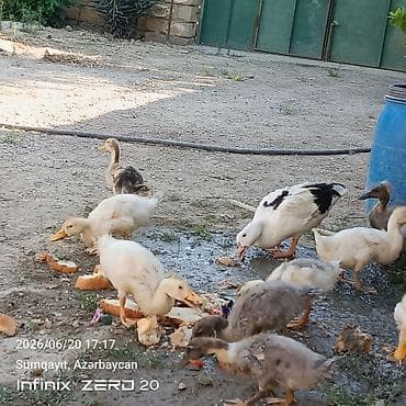 it adları erkek: 11 bala səsli ördəkdilər analarida yanlarındadı birdə macar erkey lal — 2