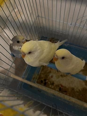 Yuvalar: 3 ədəd 3 aylıq papuqaylar tam sağlam və aktivdirlər qəfəs qarışıq — 3