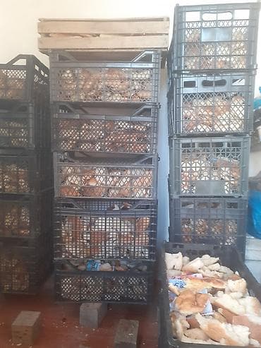 əbabil quşu yemi: Guru corek kisesi 4 azn barter etmek olar toyug fere ile. 055 880 — 6