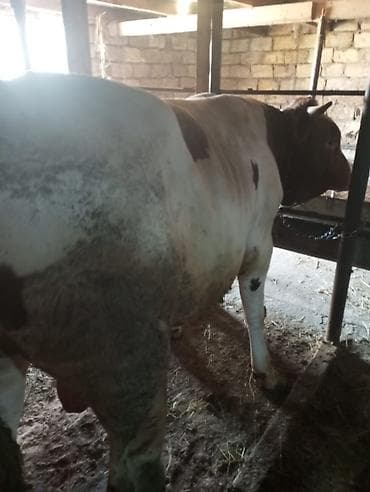 erkek: Super vəziyyətdə qurbanığa tam şəkildə yararlı erkək danadı.dana — 9