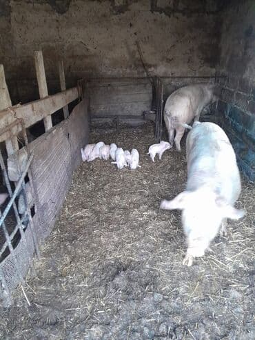 2 ana 9bala real alici narahat elesin