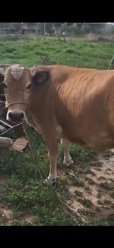 cins dana: Bir dogan qisir etlik duye — 3