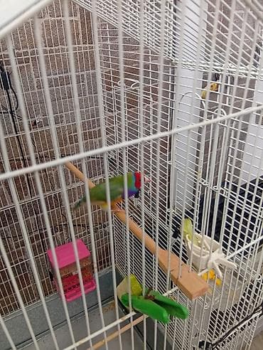 ev quslarinin satisi: Salam satilir vaxti vaxtinda yemeyi demani verilib.Turkiyeden gelme — 1