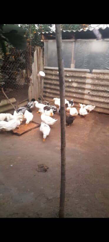 lal ordek yumurtası: ALLAH Hərkəsin Malına Bərəkət versin kənd şərayitində saxlanılmış — 4