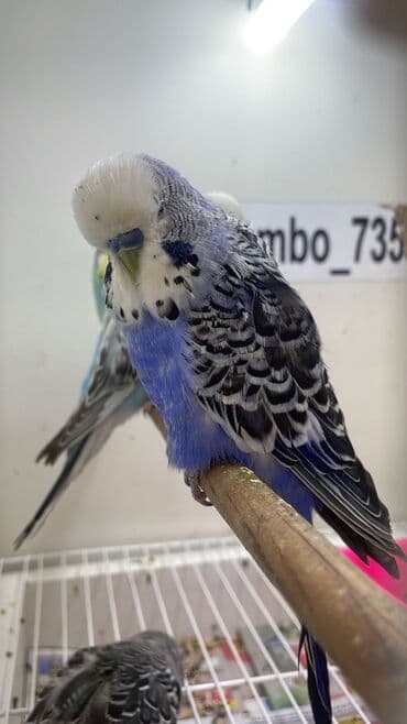 eşşək şəkili: Naxışlı “Jumbo” dalğalı tutuquşu (budgerigar) - Növ: Jumbo dalğalı — 1