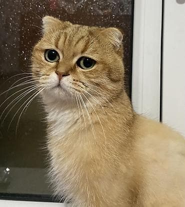 Qızıl şinşilla, Erkək, Cütləşmə üçün