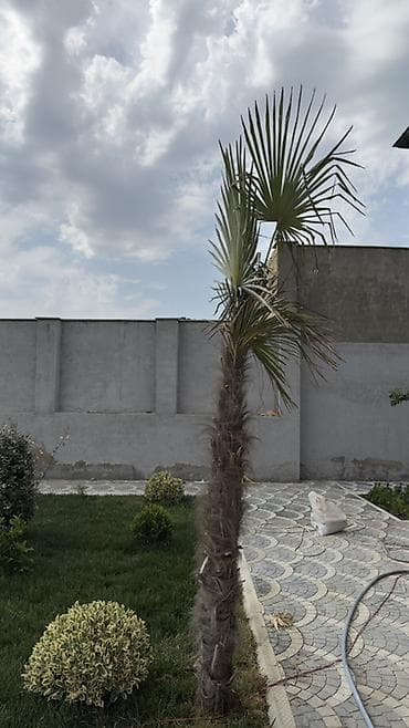 bezek bitkisi: Dekorativ xurma/palma ağacı – fan formalı yarpaqlar - Növ: Fan — 3