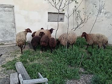 cins qoyunlar: Dişi, Qala, il: 1, 50 kq, Damazlıq, Ünvandan götürmə — 3