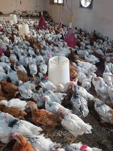 sultan toyuqu: Toyuq, Broyler, Ətlik — 1