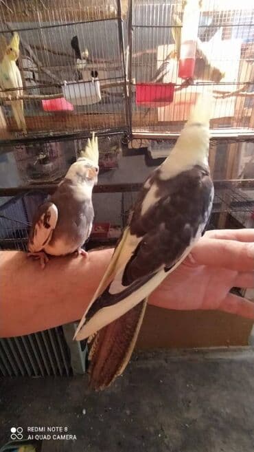 tutu guşu: Diqqet quslarin altinin ve yerinin temizliyine fikir verin — 1