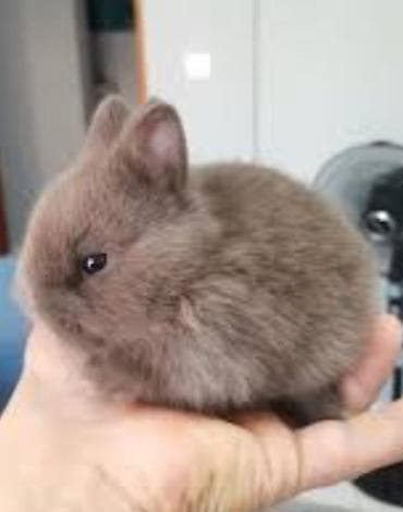 balaca pisik sekilleri: Salam.tuklu dovsanlar. boyumeyen cinsler. şirin ve uşaqlarin sevimli — 5