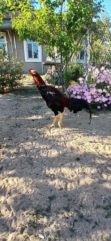 quslar: SUPER HEYVANDI 9 AYLIQDI DAS PIPIK REAL ALICIYA ENDIRIM VAR FIKRI — 5