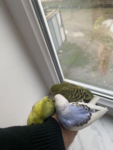 UAZ: Valnis balaları satılır ətraflı məlumat üçün vasapa yazın Birdəki — 7