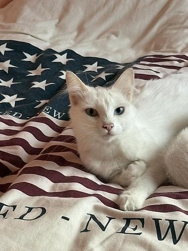 heyvan alqi satqisi: Van, Dişi, Ünvandan götürmə — 4