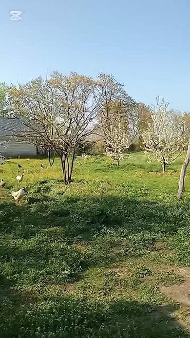 lokbatanda evler: Kənd mühitində yerləşən həyət evi və geniş torpaq sahəsi — 5