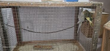 попугай ара цена: Papuqaylar satılır — 9