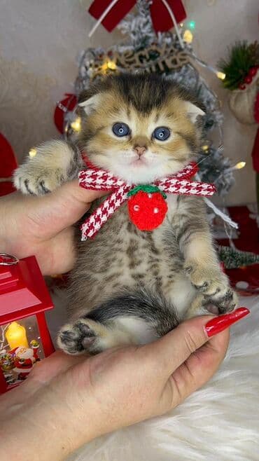 it cinsleri adları: Gold shinshilla skodish balalar — 7