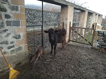 disi at: Salam alekum. birinci qarina dogan duyedi. balasi disidi. dogan 15 — 2