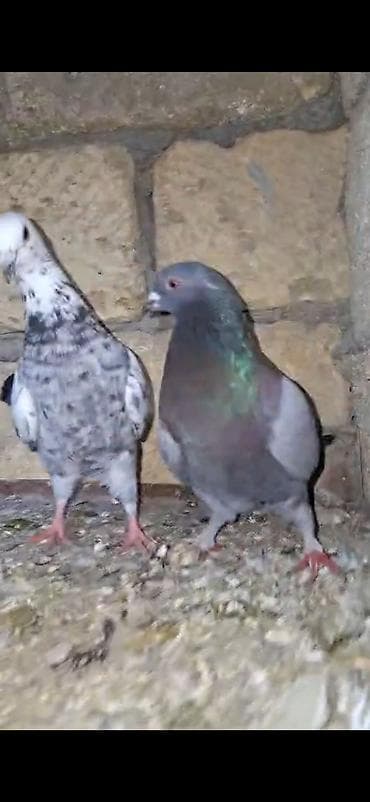 Tutuquşları: Salam. görvlər bakidədi cut satlər ucşna cavdehəm 2 sində — 4