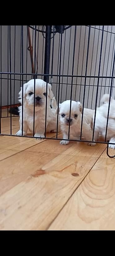 pay it: Pekines, Peyvəndli — 1