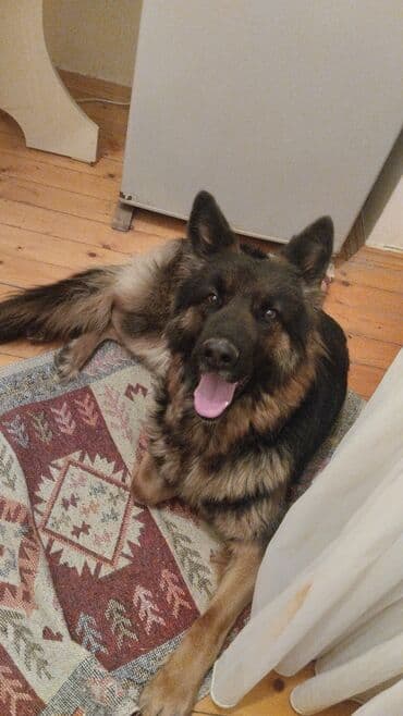 Iran Khodro: Немецкая овчарка, 11 месяцев, Самка — 5