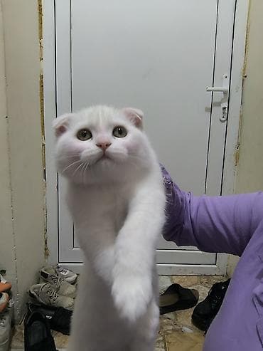 heyvan sekilleri: Scotish fold 250man.a alinib 8ayliqdir bütün esyalariyla birgə — 5