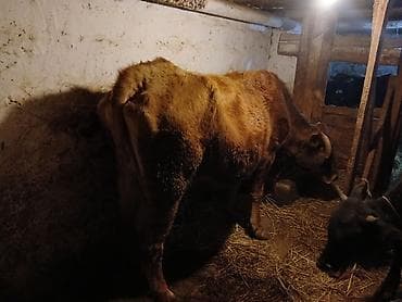 inək satisi: 7 letir süt var 190 kilo vesi var — 2