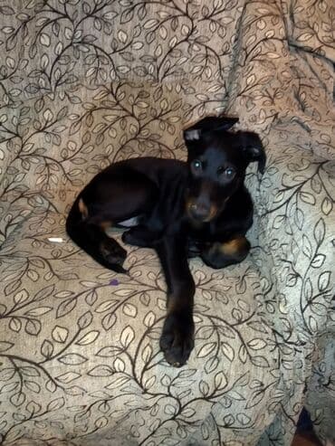 Gəmiricilər: Doberman — 2