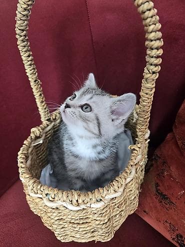 pişik geyimi: Britan — 10