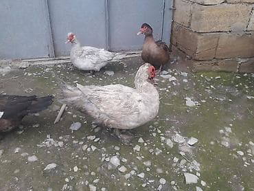 balaca itler satilir: Lavanda macar 3 fere 3 xoruz.Ferenin 1 i30 manat xoruzun 1i 50 manat — 5