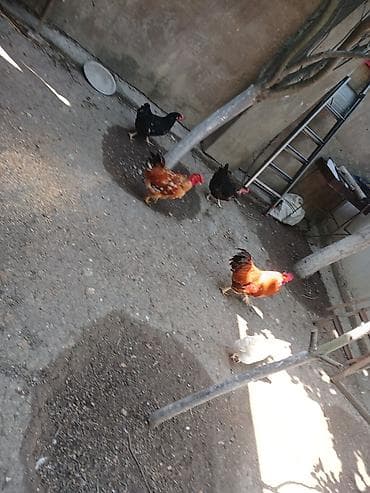 dekarativ quslar: Yumurtlayan toyuqlar, xoruzlar, çolpalar, 1 aylıq cücələrdə var — 2