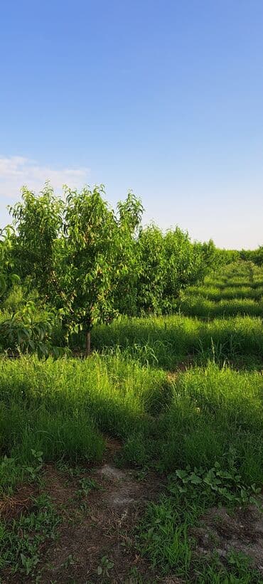 agac sekilleri: Sıralı şəkildə əkilmiş, bol meyvəli şaftalı ağacları. Ağaclar düzgün — 3