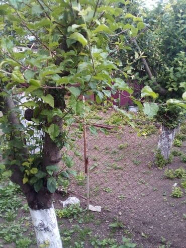 mingecevirde satilan heyet evleri: Daşkəsən, 90 kv. m, 3 otaqlı — 10