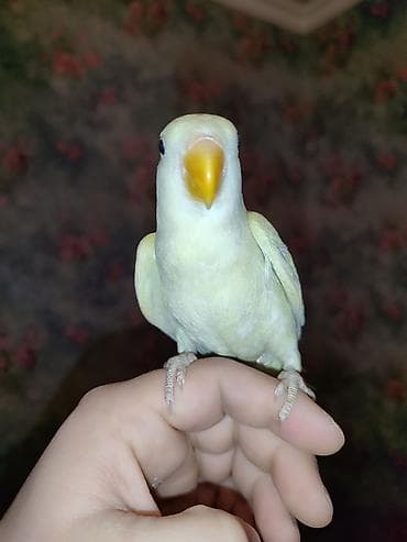 kend toyuqlari satisi: Litino Və Albino sevda papuqayları satılır 2 aylıq aktiv quşdular elə — 3