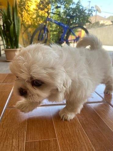 heyvanlar: Pekines, 1 ay, Dişi — 5
