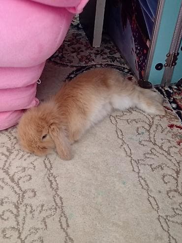 Mini lop dovsan 1 ayliq peyvend olunub 20 Azn elave Ustunde orqanik lalafo.az -da Mini lop dovsan 1 ayliq peyvend olunub 20 Azn elave Ustunde orqanik