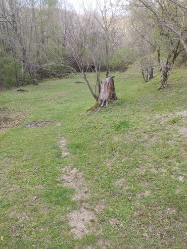 cennet park musfiq qesebesi: Satılır: təbiət qoynunda yaşıllıqla əhatələnmiş torpaq sahəsi — 3