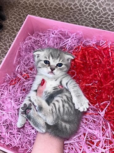 pişim: Şotland yastı qulaq, Pulsuz çatdırılma — 2