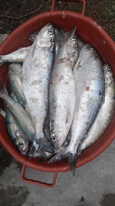 Məhsul: Təzə tutulmuş balıq zalom kilosu 6azne balacasi 600qramdir iri
