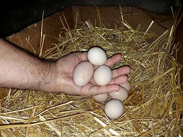 xoruz gence: Brahma cins toyuqlar və xoruzlar 2 - Növ: Brahma (iri bədənli, lələkli — 10