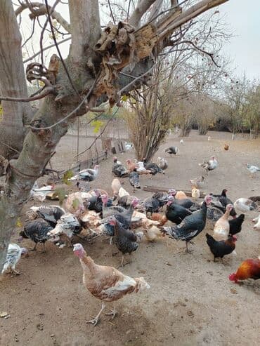yem çəkən: Məhsul: Hinduşka sürüsü Təsvir: - Geniş həyət şəraitində saxlanılan — 1