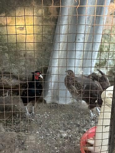 ət baltasi: Məhsul: Fazan quşları (erkək və dişi) Xüsusiyyətlər: - Növlər — 7