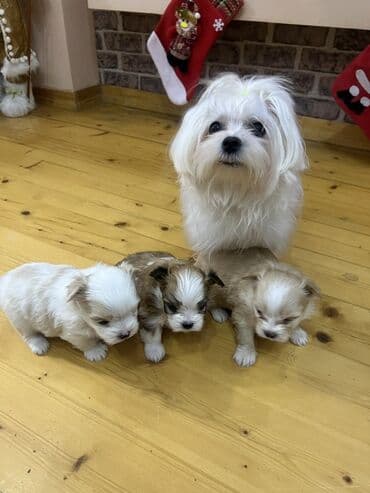 Great Wall: - Ağ, ipək kimi uzun tüklü, - Kiçik ölçülü, yüngül və ev şəraitinə — 1