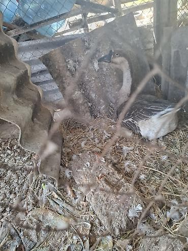 Məhsul: Qazlar (cüt) Təsvir: - Şəkillərdə görünən iki baş qaz