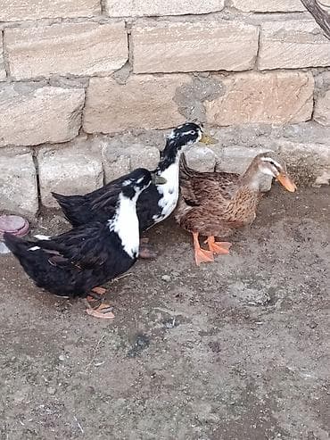 ordey satisi: Yumurtluyan ordeyler 2fere biri erkey — 3